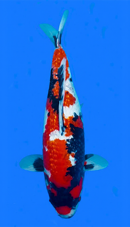 26019 Ginrin Showa 2 Year Female 19" Koi Fish