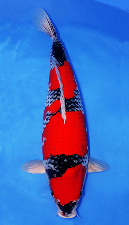 A Goshiki is a distinctive Japanese koi variety known for blending Kohaku-style red pattern with a darker, layered base that can show shades of blue, gray, or black. The name Goshiki means “five colors,” reflecting the complex interplay of tones that gives this Nishikigoi its depth and character. In a strong Goshiki, the beni should remain clear and well-defined while the underlying reticulation or darker ground adds richness and texture across the body, creating a look that feels both refined and dramatic.