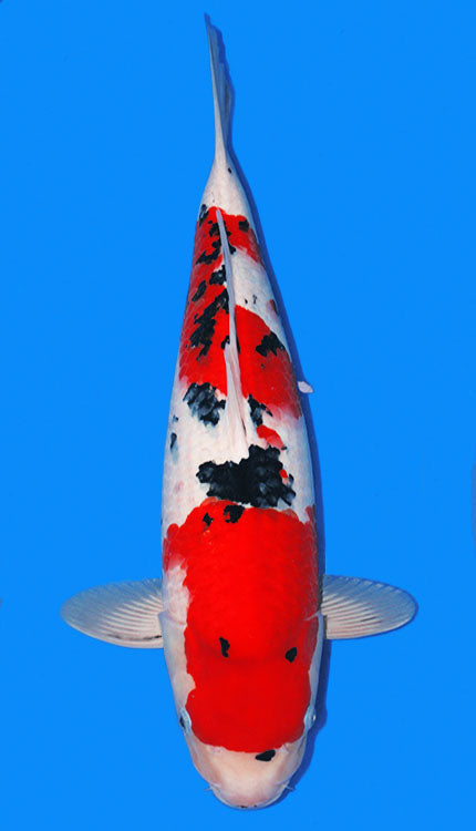 A Sanke, or Taisho Sanshoku, is one of the three major classic varieties of Japanese koi, valued for its elegant combination of white, red, and black. Built on a Kohaku foundation, a Sanke features a clean white base with red pattern overlaid by sumi markings that add contrast and sophistication without overpowering the fish. Unlike Showa, Sanke is not black-based, so the white ground remains essential to the variety’s refined, open appearance.