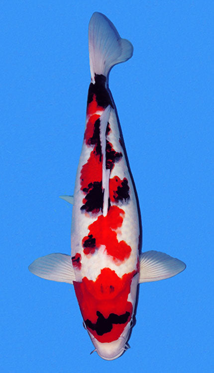 A Showa 2yr Female Koi fish with predominantly white and red coloration, with black spots, against a blue background.