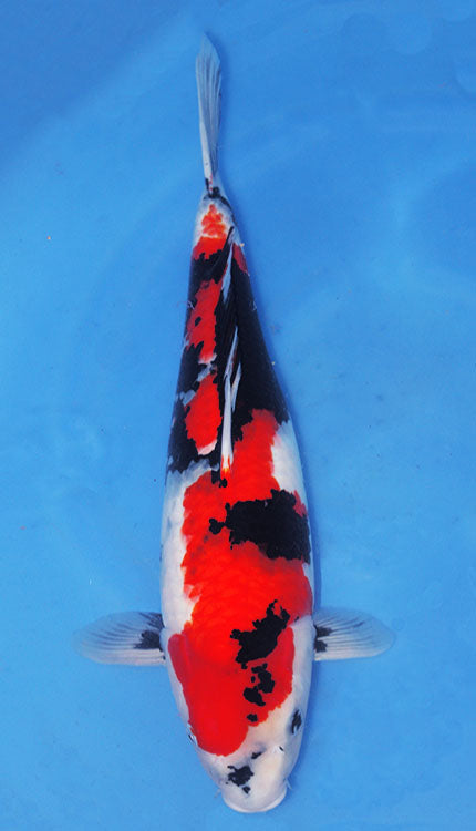 A photograph of a 22-inch Showa female koi fish with black, white, orange, and gray colors on a blue background.