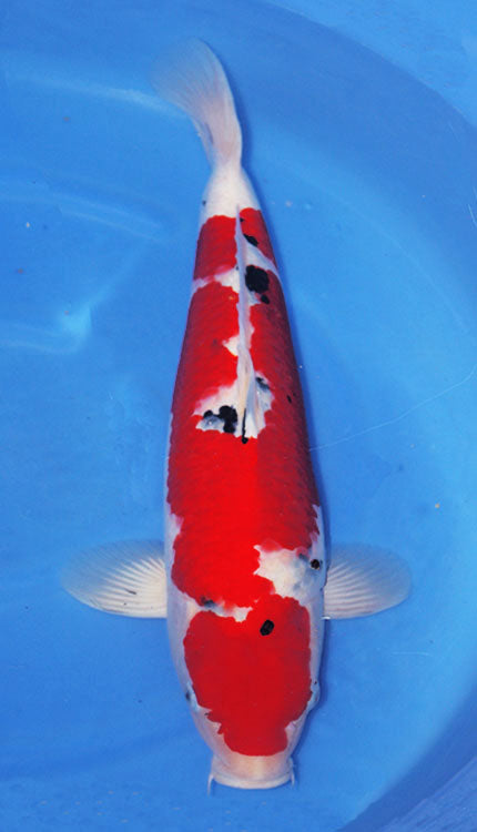 A Sanke koi fish with a predominantly white and red coloration, with black spots, swimming in water.
