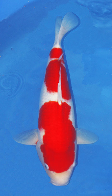 A single Kohaku koi fish with a predominantly white body and red markings, swimming in blue water.