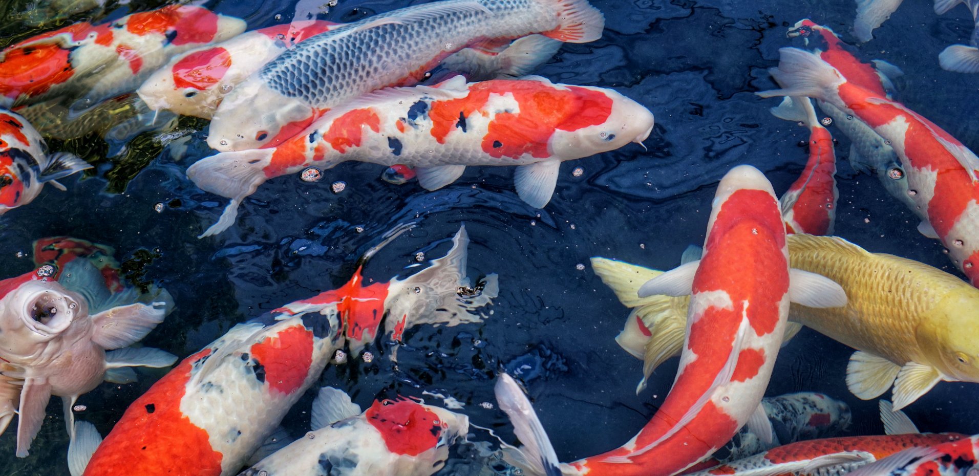 The name, “Nishikigoi” was a term first used as far back as 200 years ago in a village from the Niigata prefecture in Japan.  Shop Beautiful Koi Fish for Sale Online.
