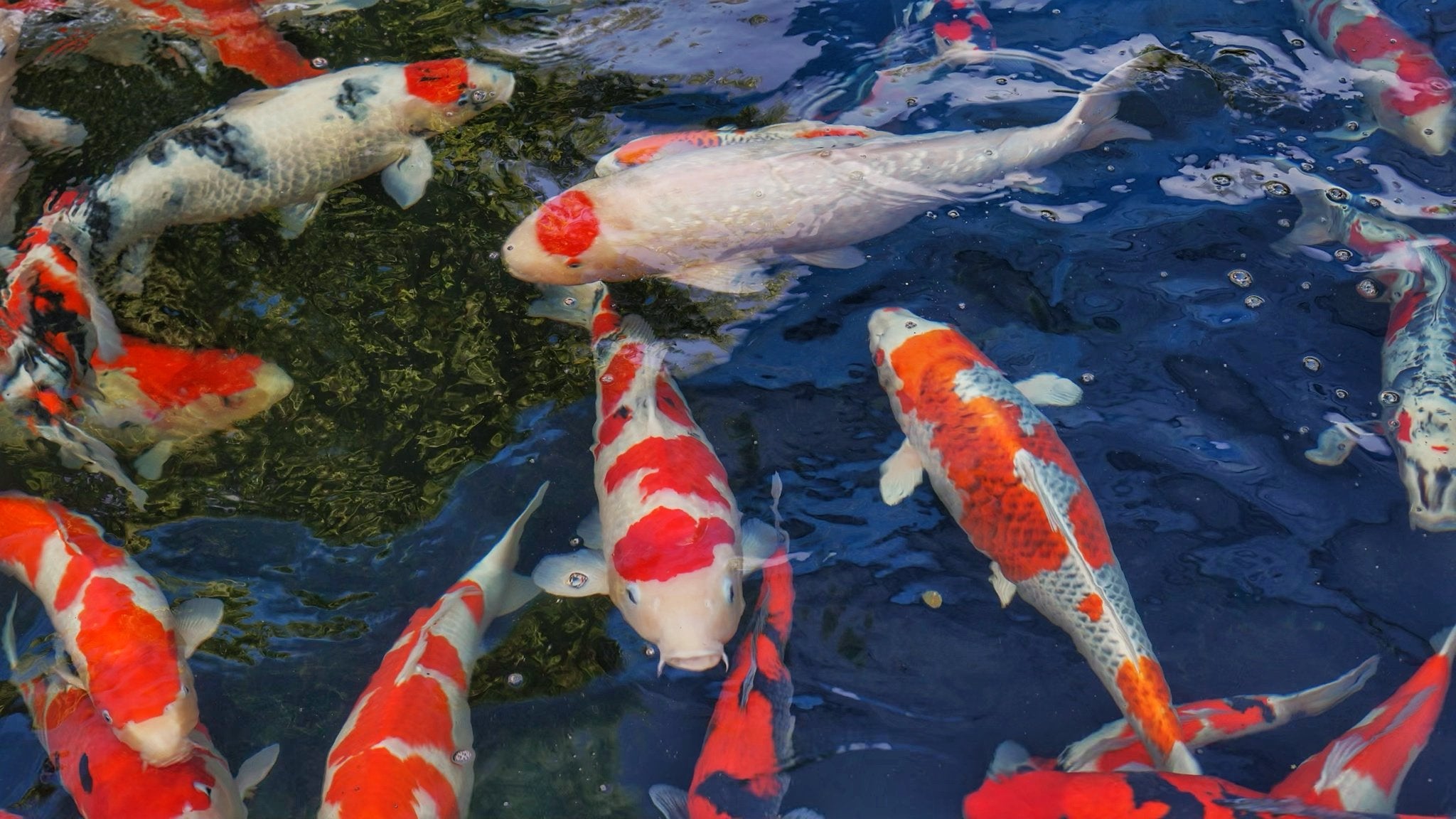 Local Koi Fish for sale. We import championship koi fish directly from Japan. Shop beautiful Koi fish for sale online.