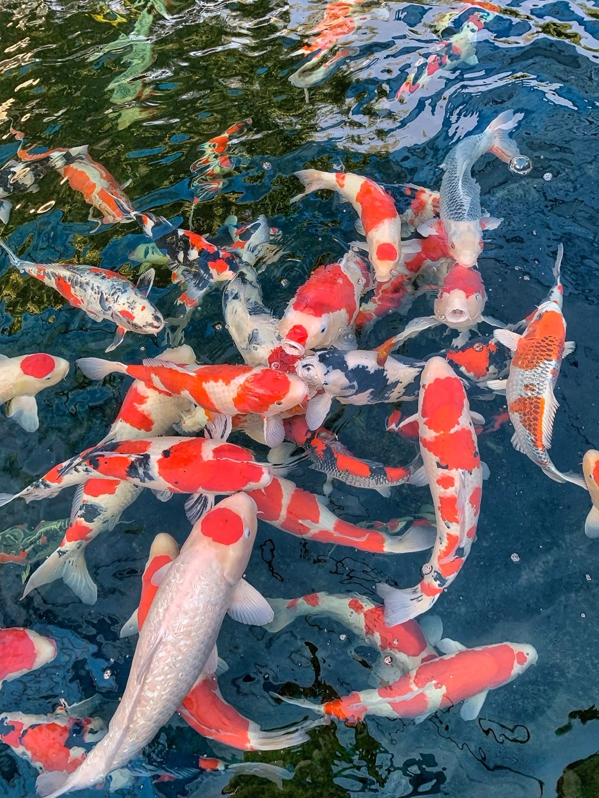 Your koi’s diet should contain approximately 35% to 40% protein and be supplemented with fruits and vegetables to provide other essential vitamins as well as carbohydrates and lipids. Some solid choices include peas, squash, spinach, citrus fruit.