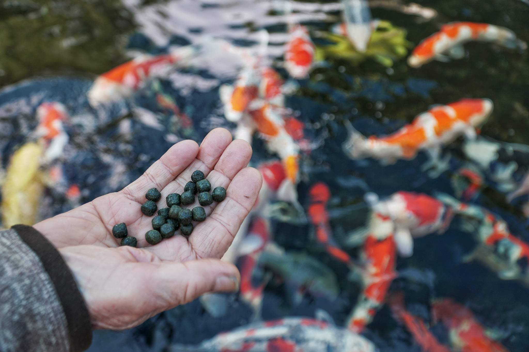 Organic Sustainable Natural Koi Fish Food. Beautiful Scales More Vibrant Colors Boosted Immune System Noticeably Faster Growth Improved Health Easier & Smoother Digestion.