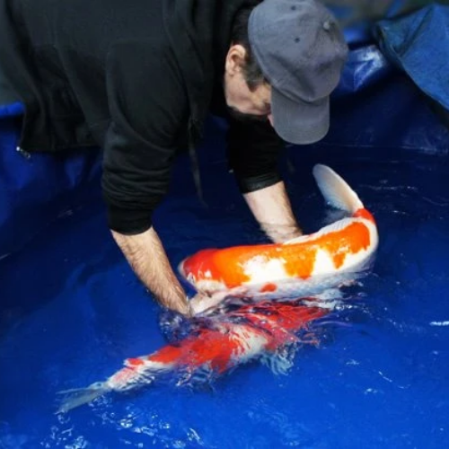 Koi Fish Harvest