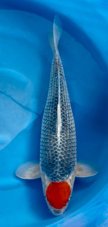 Koi - Tancho Goshiki