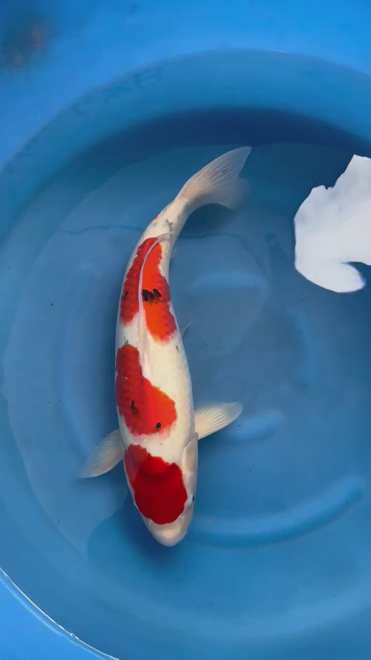 Tancho Sanke Female Koi Fish SOLD