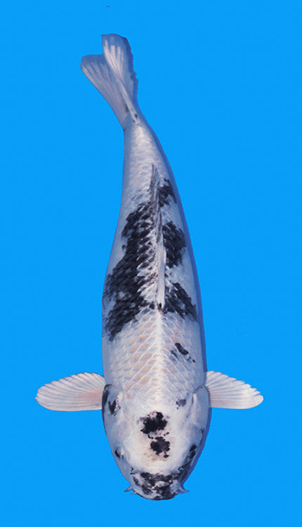 2211 Ginrin Shiro Koi Fish 2 Years Female 14"