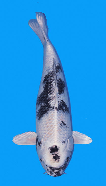 A Ginrin Shiro Utsuri koi fish with a distinctive diamond-like pattern in scales, predominantly white with black accents, against a blue background.