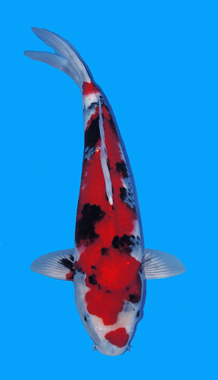 A single Koi fish with black, red, and white markings swimming against a blue background.
