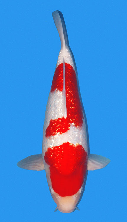 2223 Ginrin Kohaku Koi Fish 2 Years Female 20"