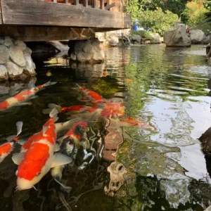 cahmpionship koi fish