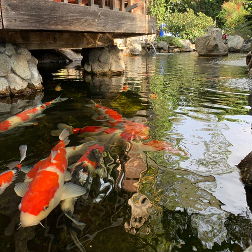 cahmpionship koi fish