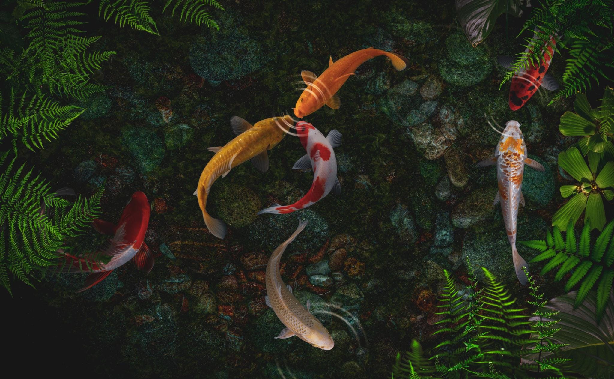 koi fish