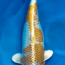 Kin Kujaku
