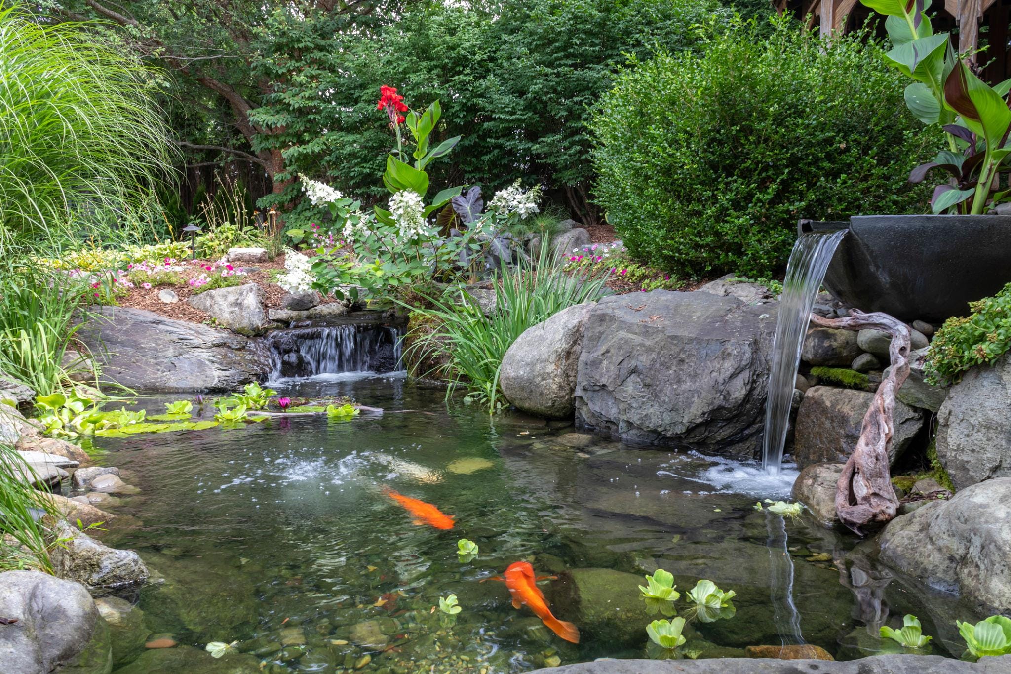 koi pond