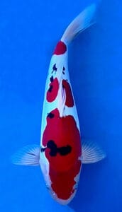 16010 doitsu sanke 2 year male 15" koi fish Colorful koi fish with red, white, and black patterns swimming in clear blue water.