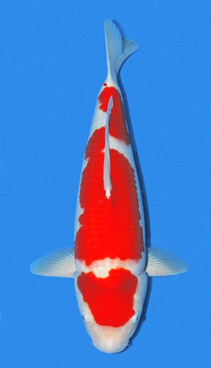 The Kohaku Koi comes in a variety of white and red shades, but the highest quality or grade would have red patterns that match the color of the Japanese flag, and the body color should be pure white like snow (Often, the color pattern is more orange-ish than red.) The Koi fish should have well-defined colors with fine edges that distinguish the body's white and red regions.