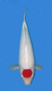 2103 tancho kohaku koi fish 2 years female 19" sold A photograph of a Tancho Kohaku Koi fish with a predominantly white body and a red circle on the head, displayed against a blue background.