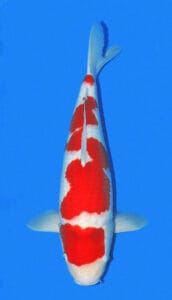 2117 kohaku koi fish 2 years female 22" sold A single Kohaku Koi fish with white and red coloring, swimming against a blue background.