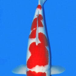 A single Kohaku Koi fish with white and red coloring, swimming against a blue background.