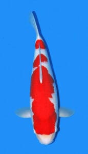 2119 kohaku koi fish 2 years female 21" A high-quality image of a Kohaku Koi fish with white and red coloring, prominently displaying its patterns against a blue background.
