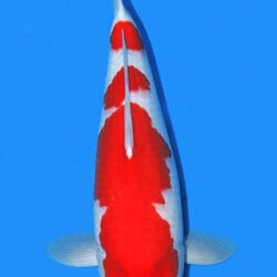 A high-quality image of a Kohaku Koi fish with white and red coloring, prominently displaying its patterns against a blue background.