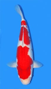 2124 kohaku koi fish 2 years female 22" The Kohaku Koi comes in a variety of white and red shades, but the highest quality or grade would have red patterns that match the color of the Japanese flag, and the body color should be pure white like snow (Often, the color pattern is more orange-ish than red.) The Koi fish should have well-defined colors with fine edges that distinguish the body's white and red regions.