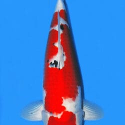 Taisho Sanke, or Sanke for short, are koi with a solid white base overlaid by patterns of both red and black. It is commonly said that a high-quality Sanke pattern begins with a great Kohaku pattern, to which the black is a welcome complement.