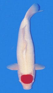 2148 tancho kohaku koi fish 2 years female 20" sold Tancho Kohaku is the most common type of Tancho, as it is a prevalent variation of the Kohaku, with the Hi (red) pattern only appearing on the head. The Hi should be circular and centered on Koi's head. There should be no other Hi on the body at all.
