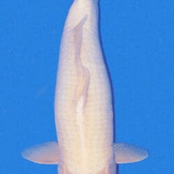 Tancho Kohaku is the most common type of Tancho, as it is a prevalent variation of the Kohaku, with the Hi (red) pattern only appearing on the head. The Hi should be circular and centered on Koi's head. There should be no other Hi on the body at all.