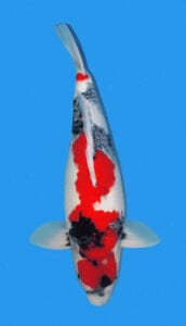 2204 kindai showa koi fish 2 years female 17" sold Kindai means "modern." By definition, it describes a Showa with added Shiroji more than the conventional black-based Showa. The Kindai Showa Koi is a unique breed with balanced and modern coloration. Its striking white base stands out from traditional Showa Koi and gives any pond a lush, vibrant look. Its proportionally smaller Hi and Sumi add to its distinctive, eye-catching appearance. For those looking for a strikingly different Koi, the Kindai Showa is a perfect choice.