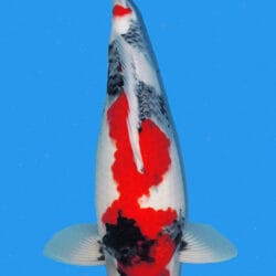 Kindai means "modern." By definition, it describes a Showa with added Shiroji more than the conventional black-based Showa. The Kindai Showa Koi is a unique breed with balanced and modern coloration. Its striking white base stands out from traditional Showa Koi and gives any pond a lush, vibrant look. Its proportionally smaller Hi and Sumi add to its distinctive, eye-catching appearance. For those looking for a strikingly different Koi, the Kindai Showa is a perfect choice.
