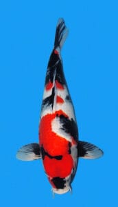 2207 showa koi fish 2 years female 18" sold The Showa classification implies a black (Sumi black) koi with red (Hi-meaning sharp red patches) and white (Shiro) markings. The Showa was created by crossing a Kohaku Koi with a Shiro Utsuri variety, first produced in 1927, the Showa Koi was named for the Showa Emperor, who was in power then. Initially, there was a different proportion between red (Hi) and white (Shiro)markings on this type of Koi.