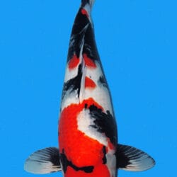 The Showa classification implies a black (Sumi black) koi with red (Hi-meaning sharp red patches) and white (Shiro) markings. The Showa was created by crossing a Kohaku Koi with a Shiro Utsuri variety, first produced in 1927, the Showa Koi was named for the Showa Emperor, who was in power then. Initially, there was a different proportion between red (Hi) and white (Shiro)markings on this type of Koi.