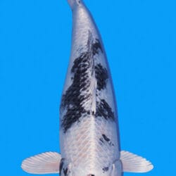 A Ginrin Shiro Utsuri koi fish with a distinctive diamond-like pattern in scales, predominantly white with black accents, against a blue background.