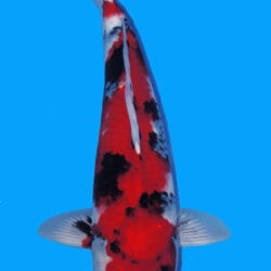 A single Koi fish with black, red, and white markings swimming against a blue background.