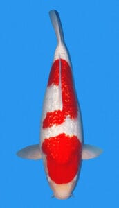 2223 ginrin kohaku koi fish 2 years female 20" sold 2223 Ginrin Kohaku Koi Fish 2 Years Female 20"