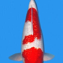 2223 Ginrin Kohaku Koi Fish 2 Years Female 20"