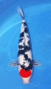 25001 tancho sanke showa 2 year female 18" sold A single Tancho Sanke Showa koi fish with predominantly white and black coloring, and a large red spot on its side, swimming in a blue-pitched environment.