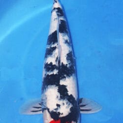 A single Tancho Sanke Showa koi fish with predominantly white and black coloring, and a large red spot on its side, swimming in a blue-pitched environment.