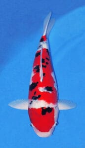 25002 sanke 2 year female 20" sold A 20-inch female Sanke Koi fish with a predominantly red body, white fins, and black markings.
