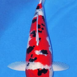 A 20-inch female Sanke Koi fish with a predominantly red body, white fins, and black markings.