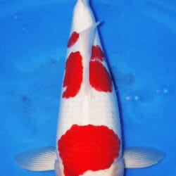 A 19-inch female Maruten Kohaku koi fish with predominantly white and red coloring swimming in blue water.