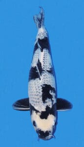 25006 kage shiro 3 year female 22" sold A single Kage Shiro female koi fish with black and white patterns, swimming against a blue background.