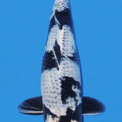 A single Kage Shiro female koi fish with black and white patterns, swimming against a blue background.