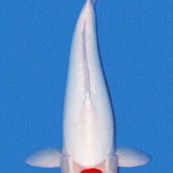 White fish with a red circle on a blue background